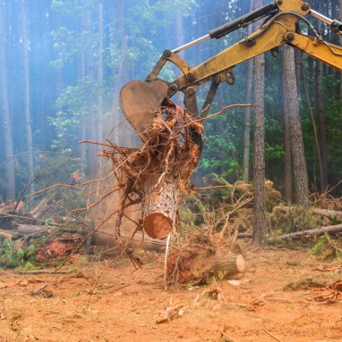 Excavator lifting a tree stump with its roots out of the ground