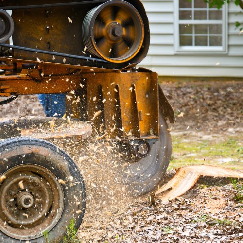 Stump grinder wheel throwing wood chips beside a house