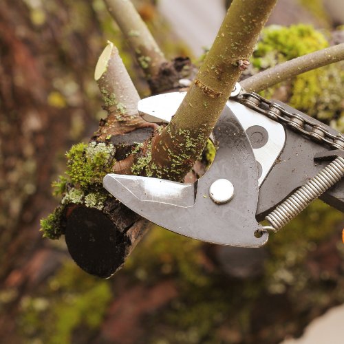 Pruning tool making a clean cut through a small tree branch
