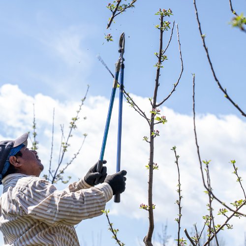 Person pruning a young tree with long-handled loppers under a blue sky